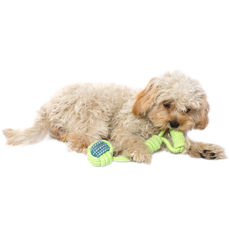 Maskotka zabawka dla psa Maskotka zabawka dla psa DOTTY  16.09_22A.jpg