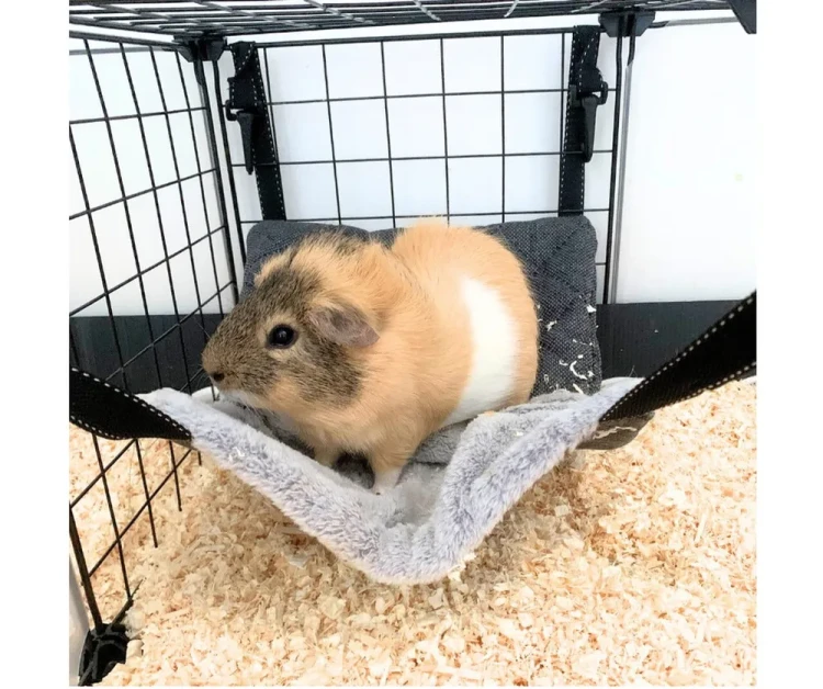 Hamak - norka dla świnki morskiej2.webp