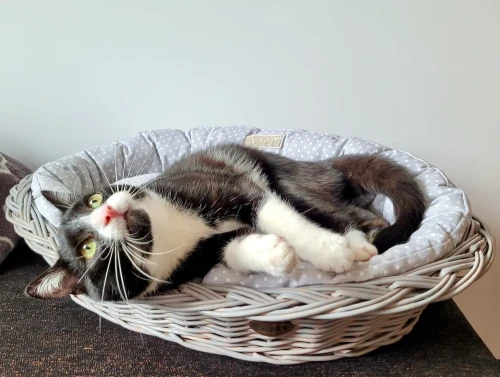 Legowisko dla kota  koszyk szary  szary w białe groszki.webp