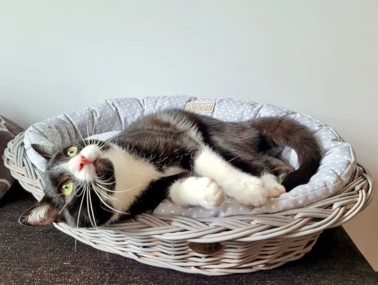 Legowisko dla kota  koszyk szary  szary w białe groszki.webp