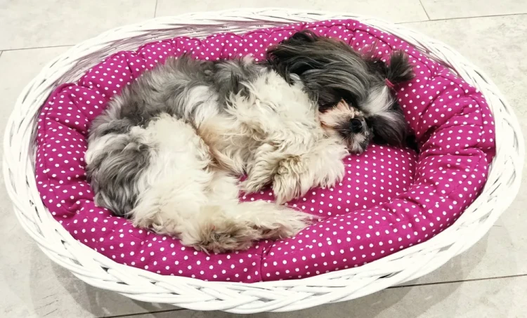 Legowisko  koszyk bielony  różowy w białe groszki 4.webp