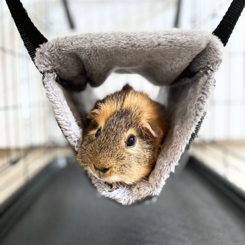 Tunel / hamak dla świnki morskiej