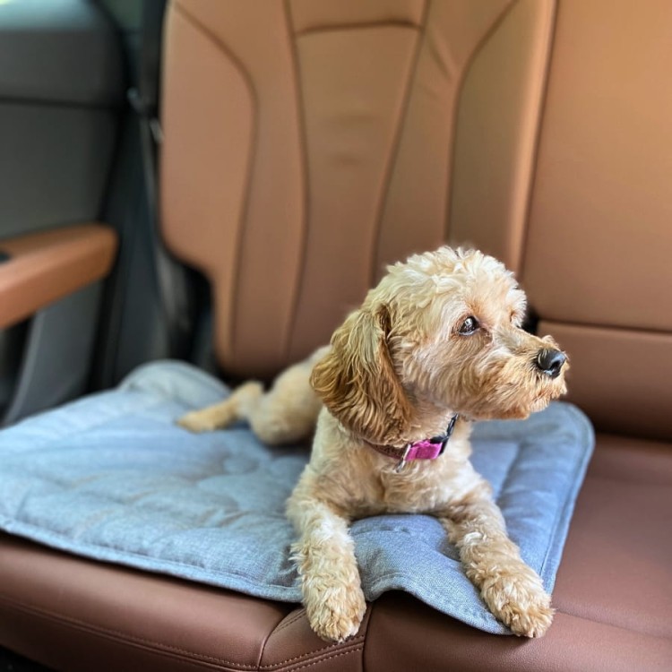 Mata dla psa z łapką - jasna szara