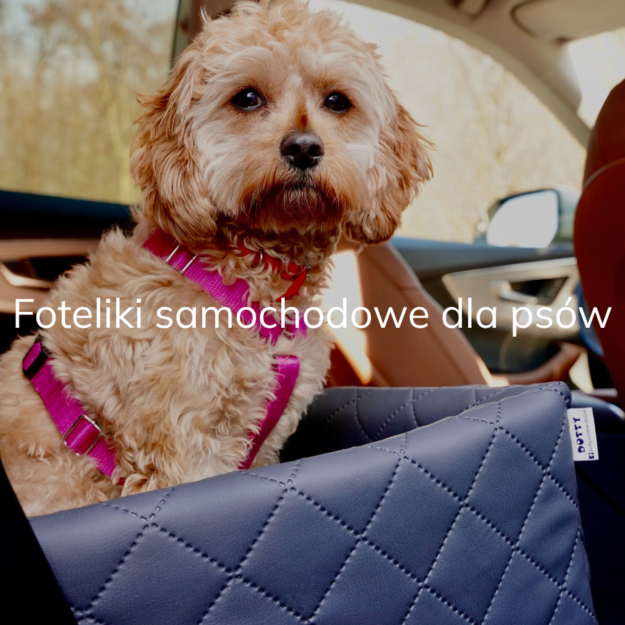 rudy piesek Figa siedzi w foteliku samochodowym DOTTY na tylnym siedzeniu samochodu 