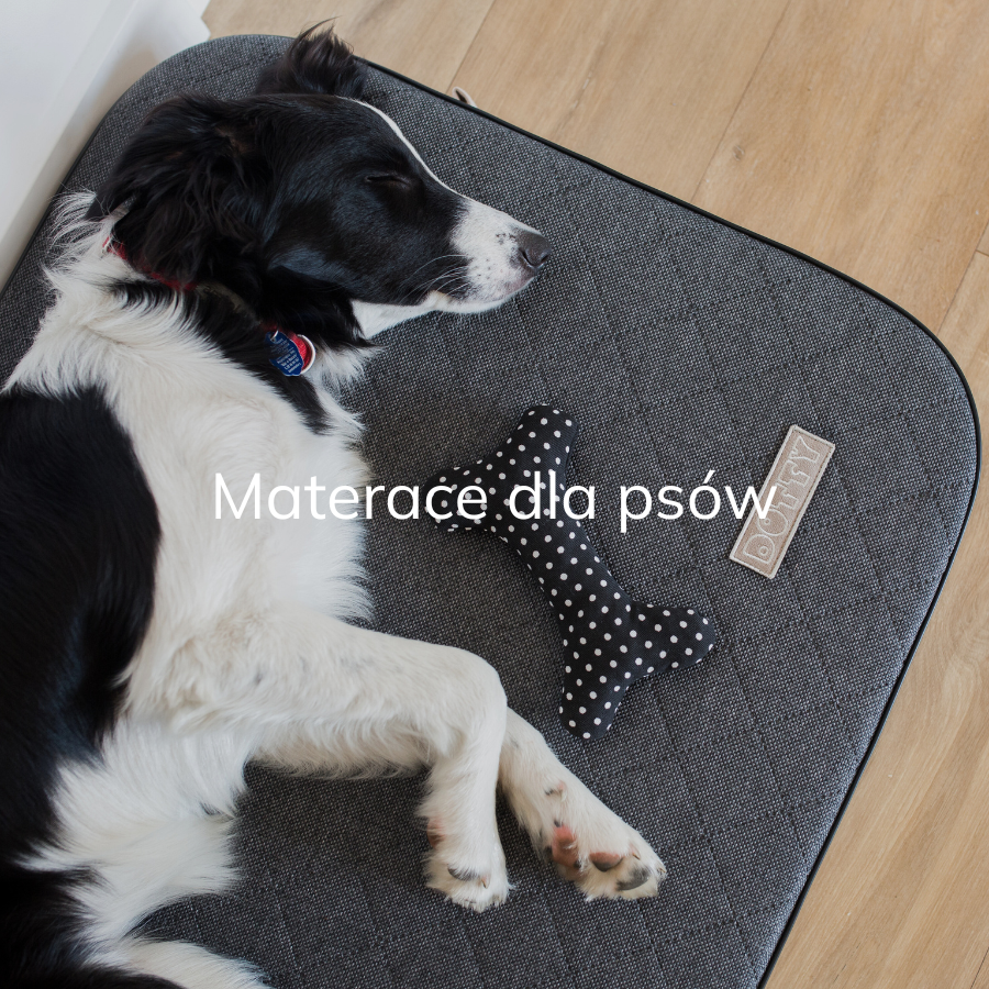 Piesek rasy border coli leży na materacu ortopedycznym  DOTTY z grafitowej tkaniny tapicerskiej