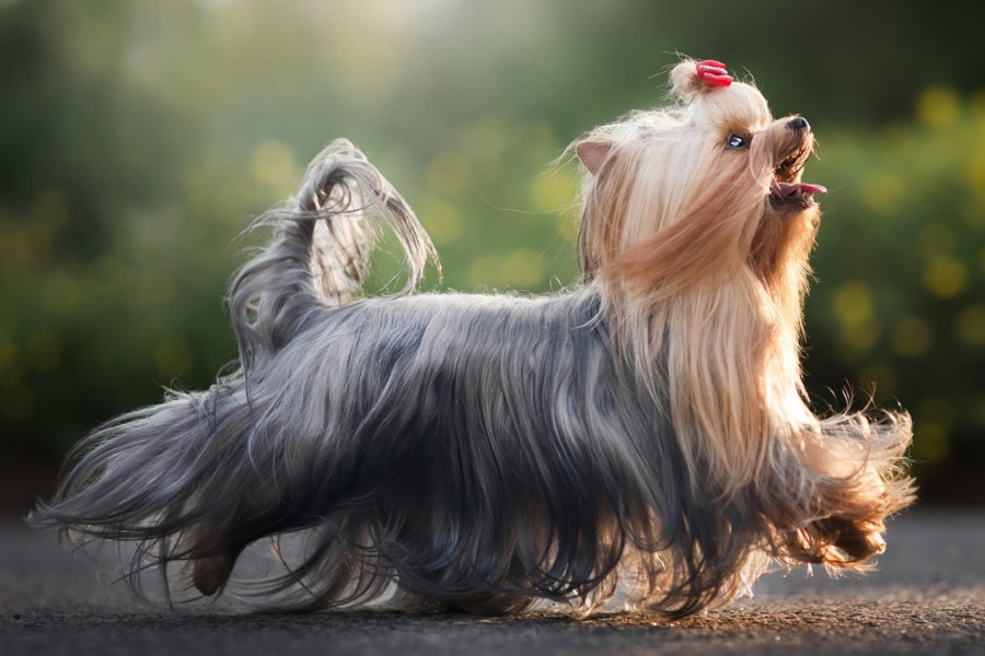 Yorkshire Terrier
