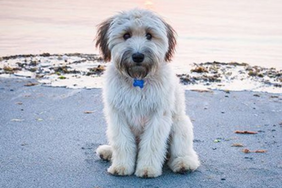 Soft Coated Wheaten Terrier