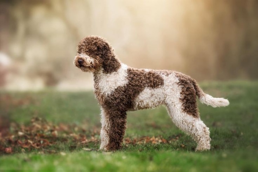 Lagotto Romagnolo