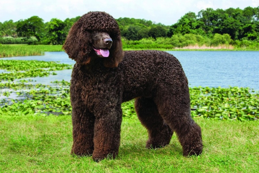 Irish Water Spaniel