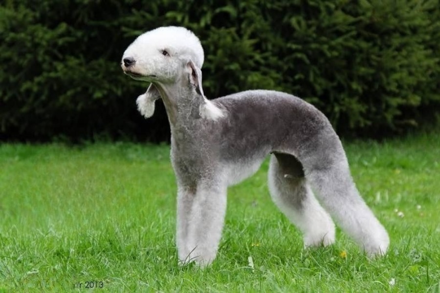 Bedlington Terrier