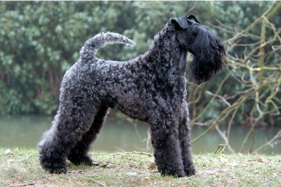 Kerry Blue Terrier
