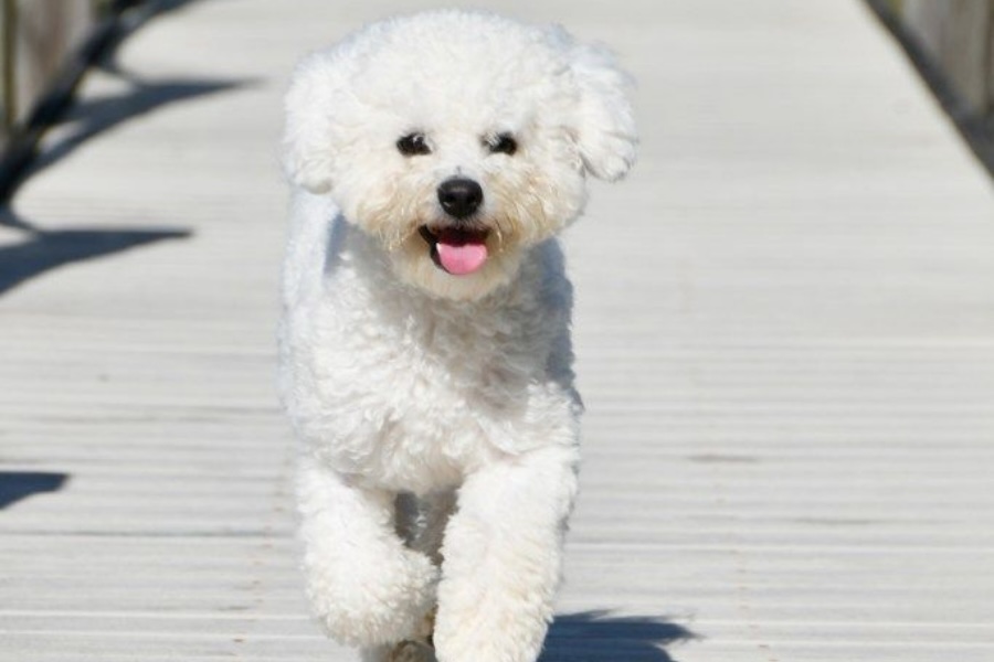 Bichon Frise