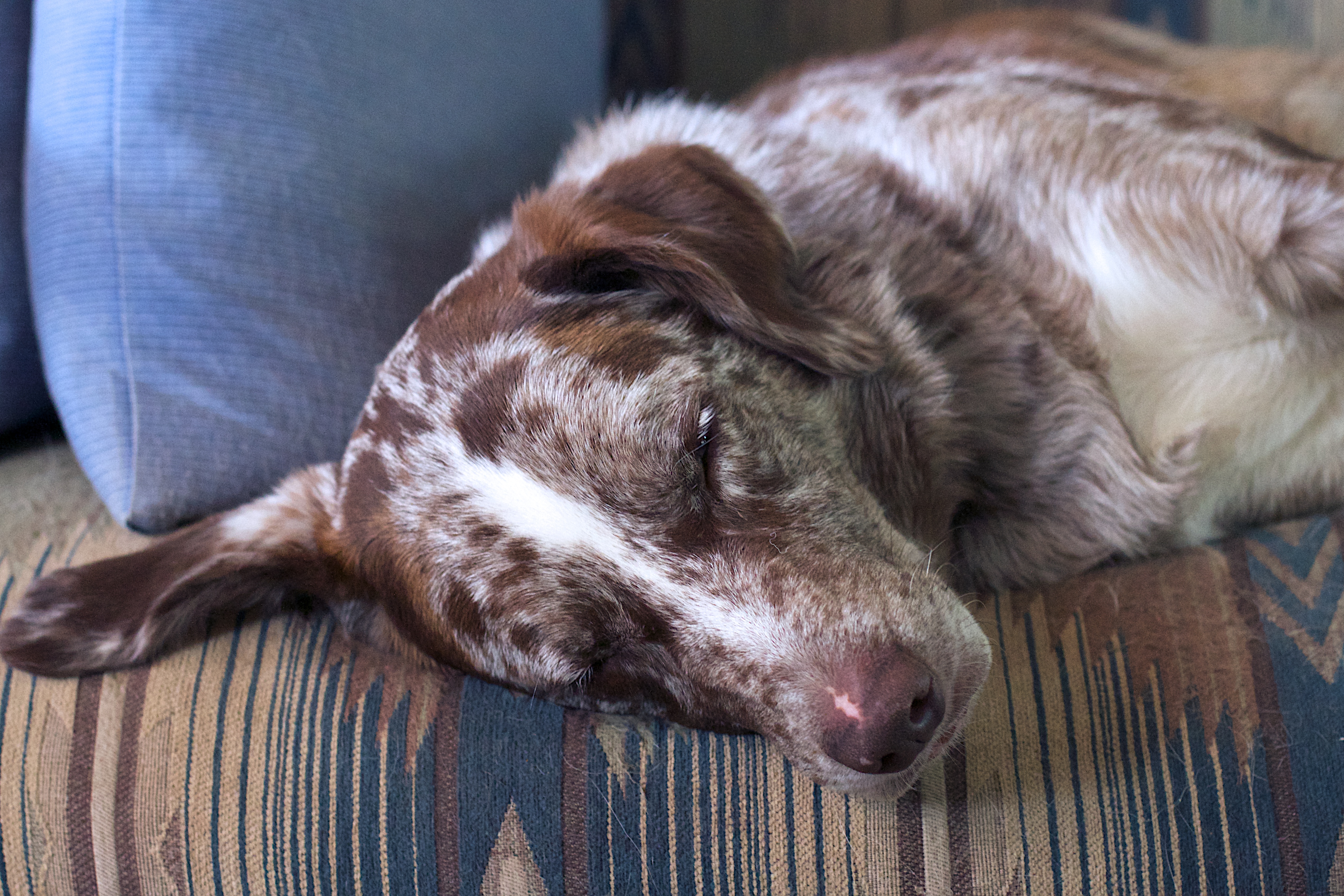 Przeprowadzka z psem w nowe miejsce – radzimy jak się do tego zabrać www.e-dotty.eu